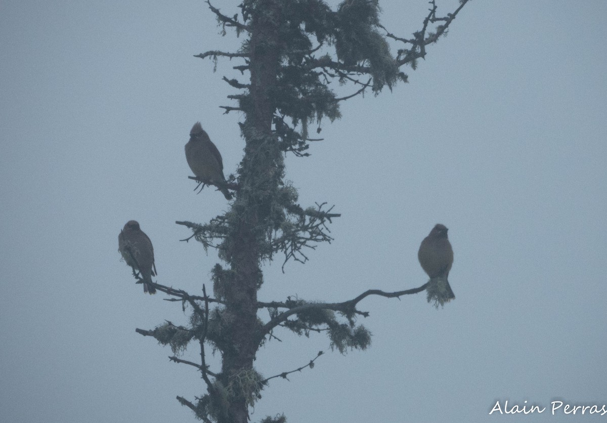 Cedar Waxwing - ML620404370