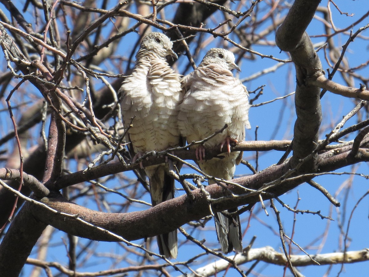 Inca Dove - ML620404371