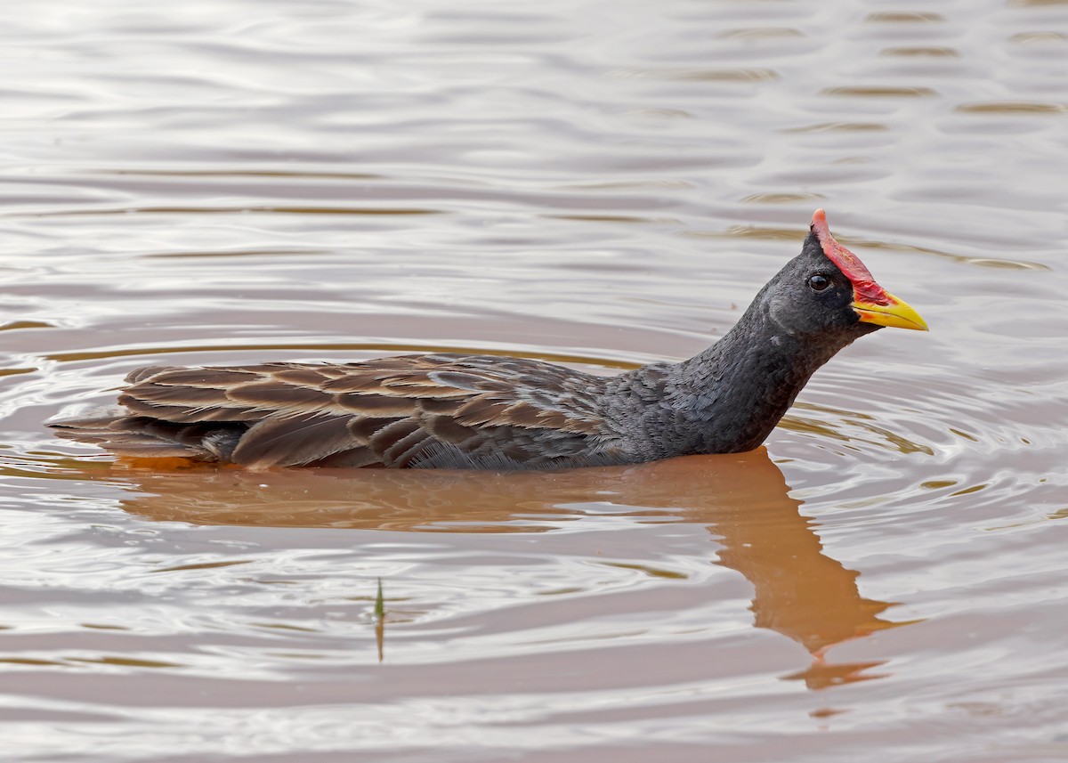 Watercock - ML620404396