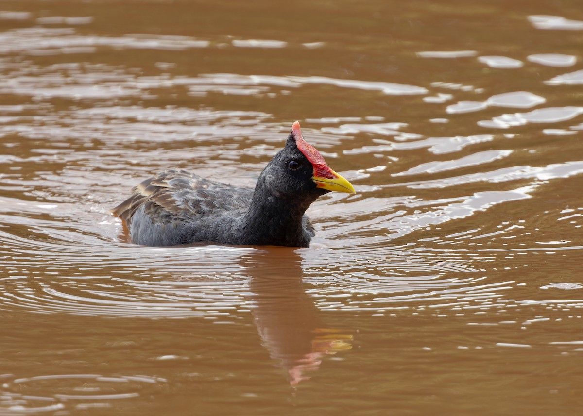 Watercock - ML620404398