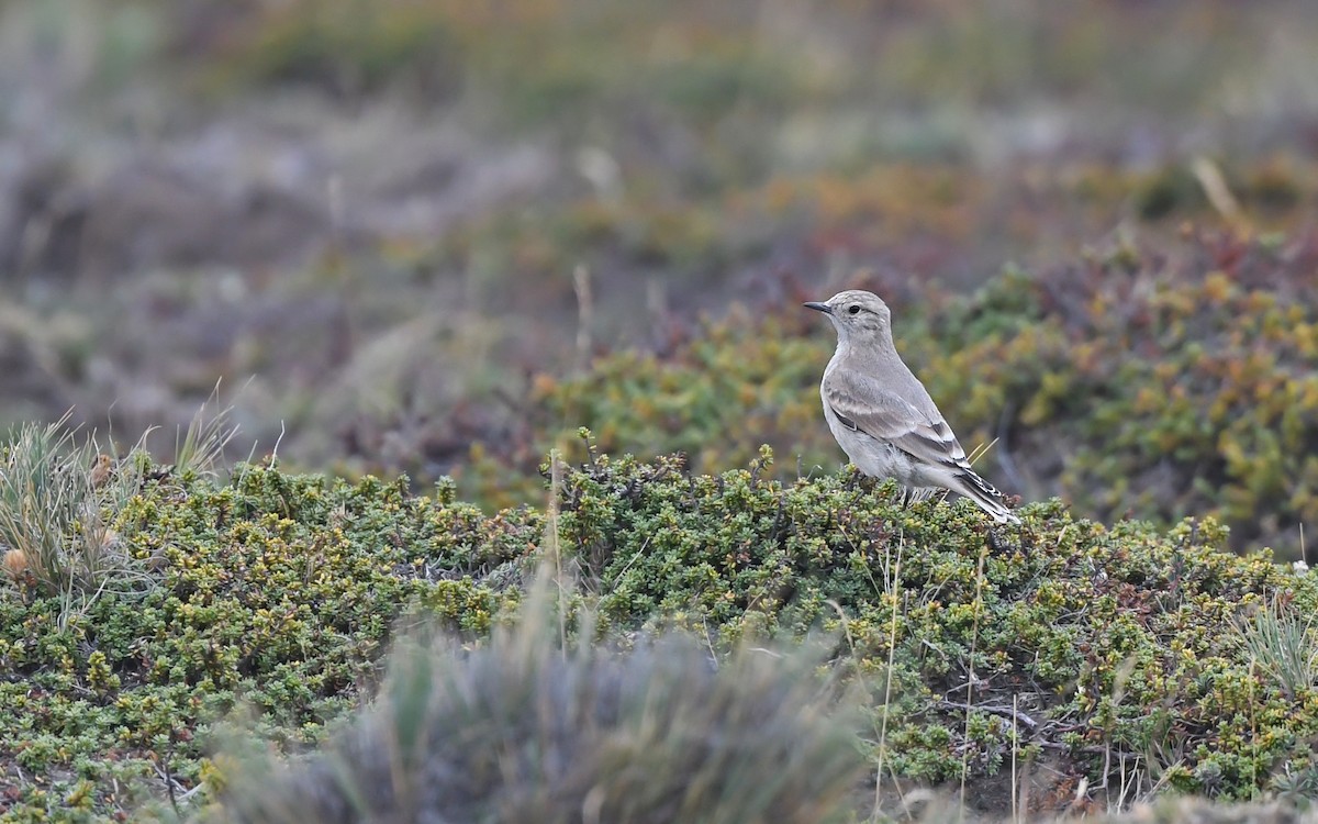 Short-billed Miner - ML620404401