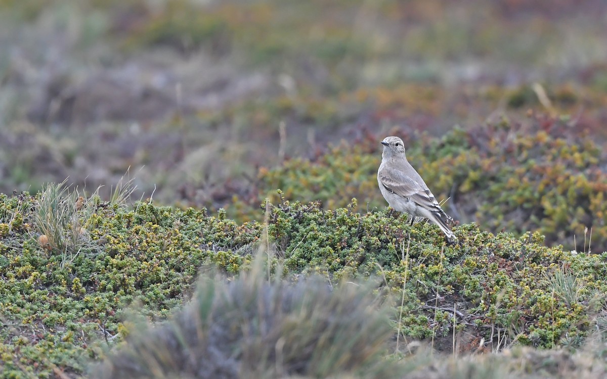 Short-billed Miner - ML620404402