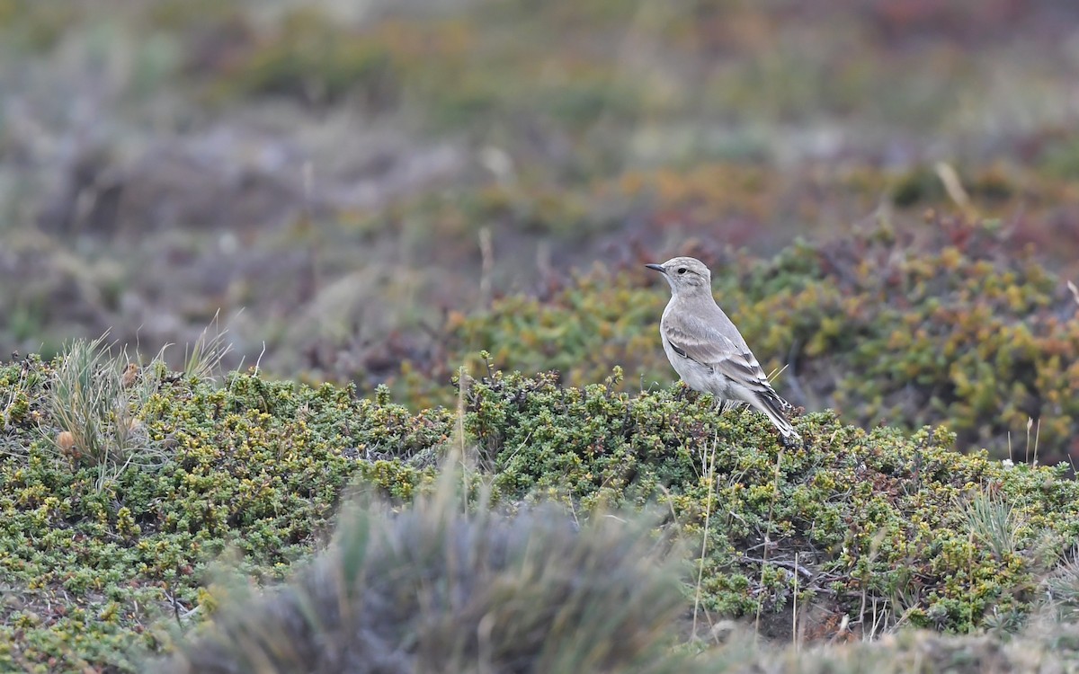 Short-billed Miner - ML620404403