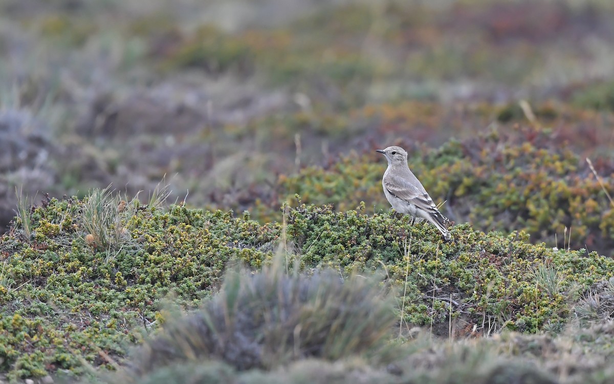 Short-billed Miner - Christoph Moning