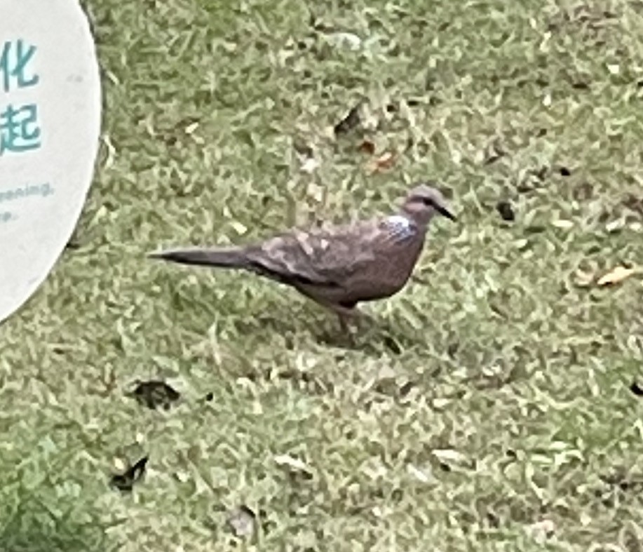 Spotted Dove - ML620404407