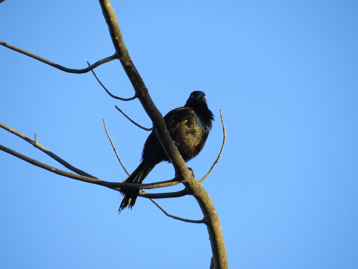 Common Grackle - ML620404410