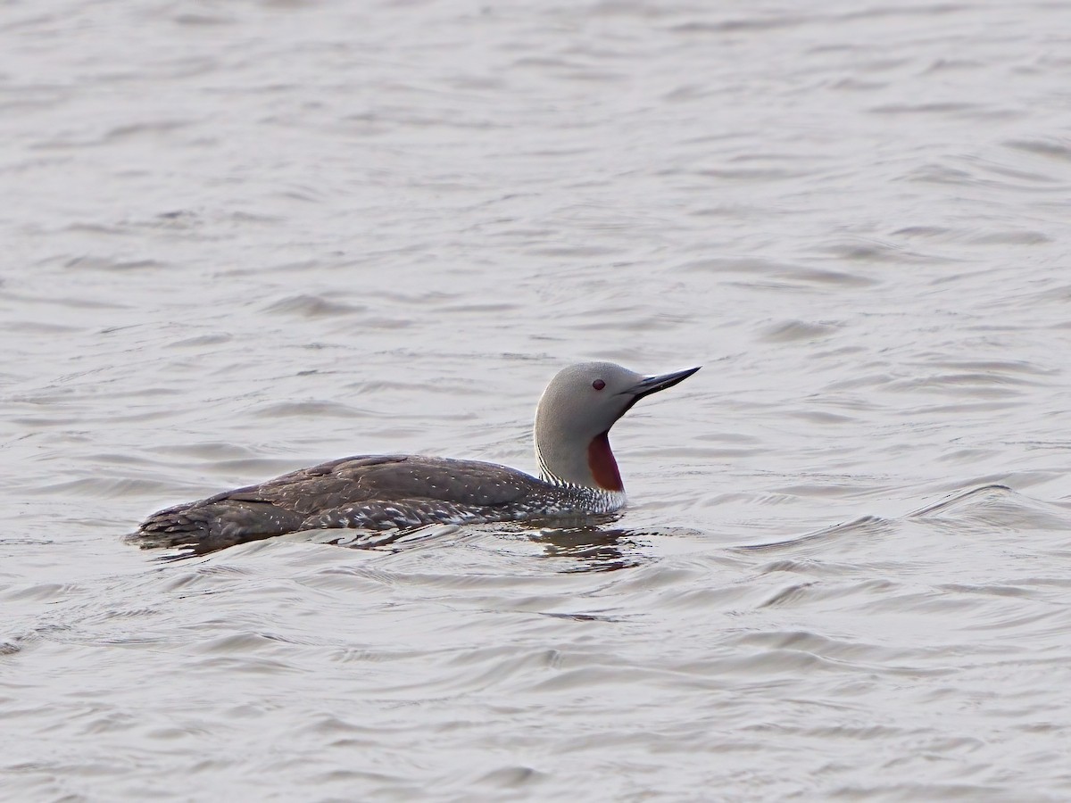 Red-throated Loon - ML620404411