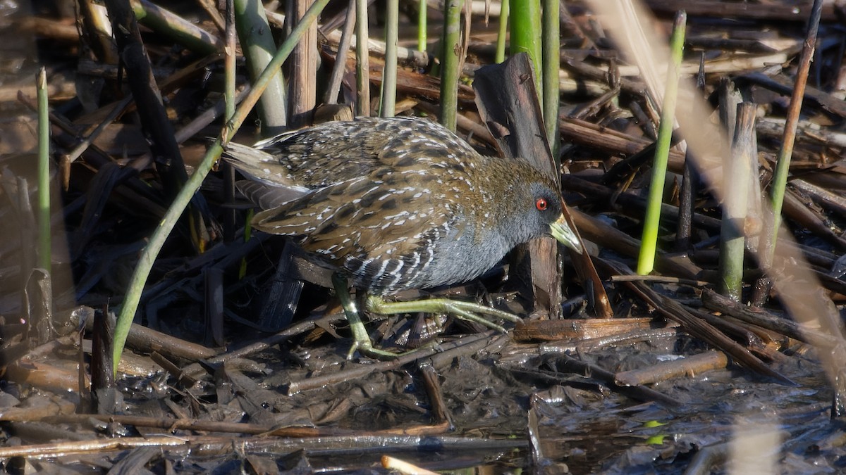 Australian Crake - ML620404418