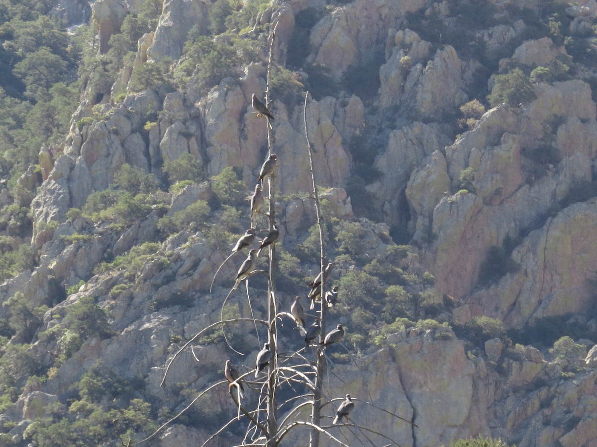 Band-tailed Pigeon - ML620404420