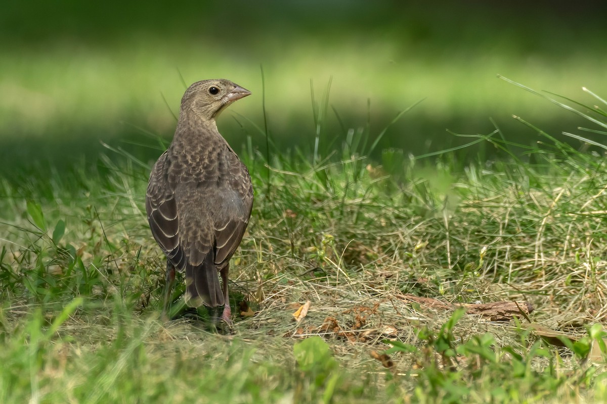 Brown-headed Cowbird - ML620404433