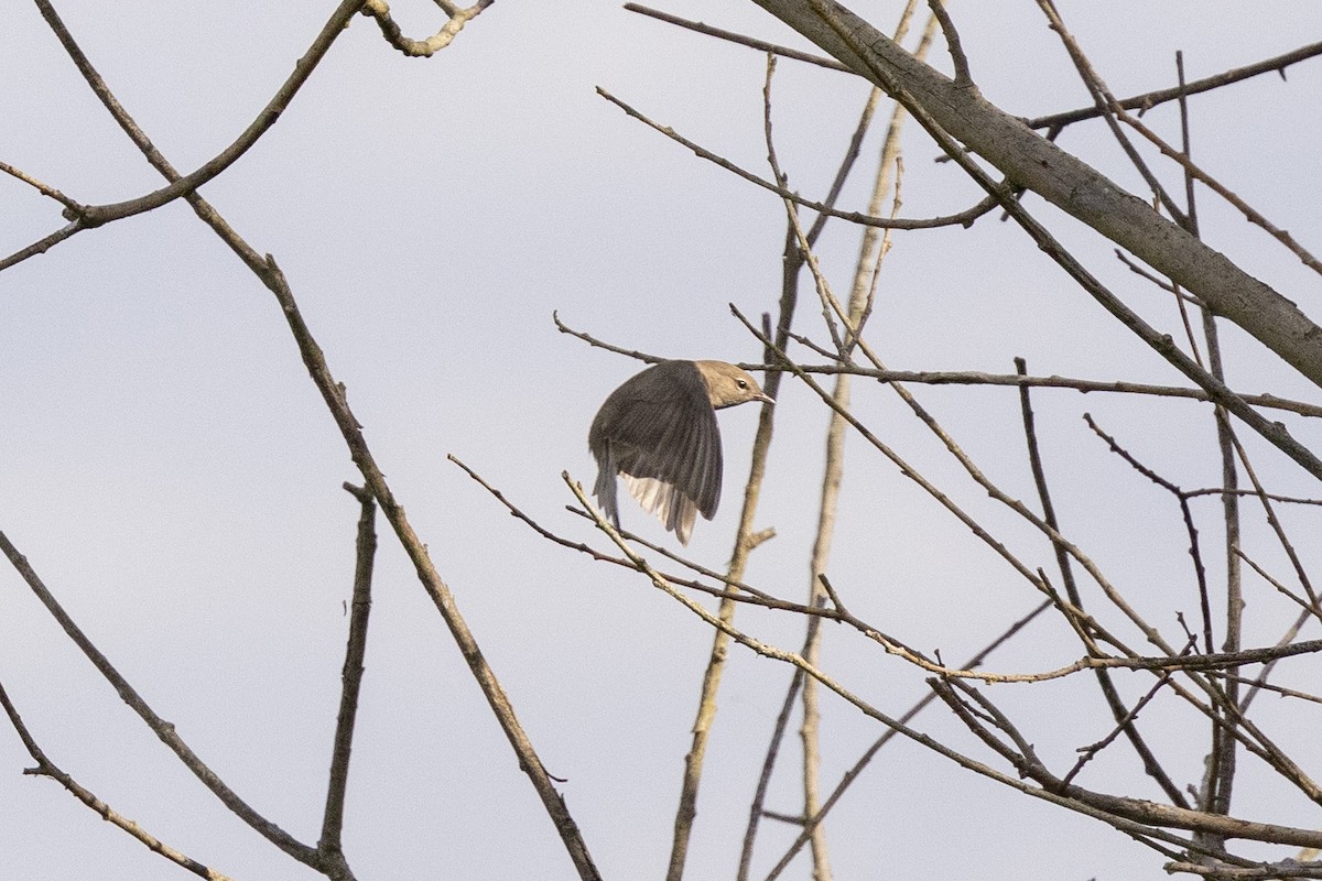 Garden Warbler - ML620404445