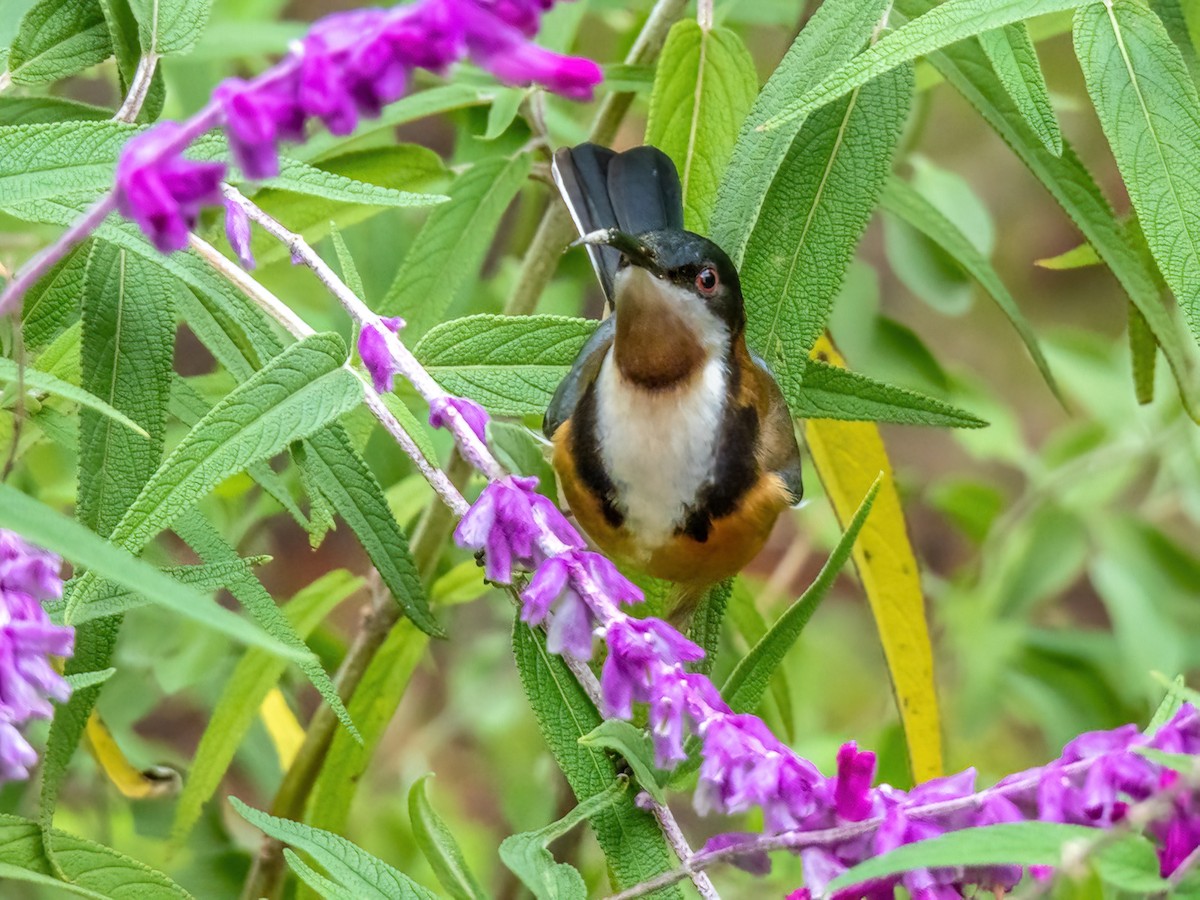 Eastern Spinebill - ML620404458