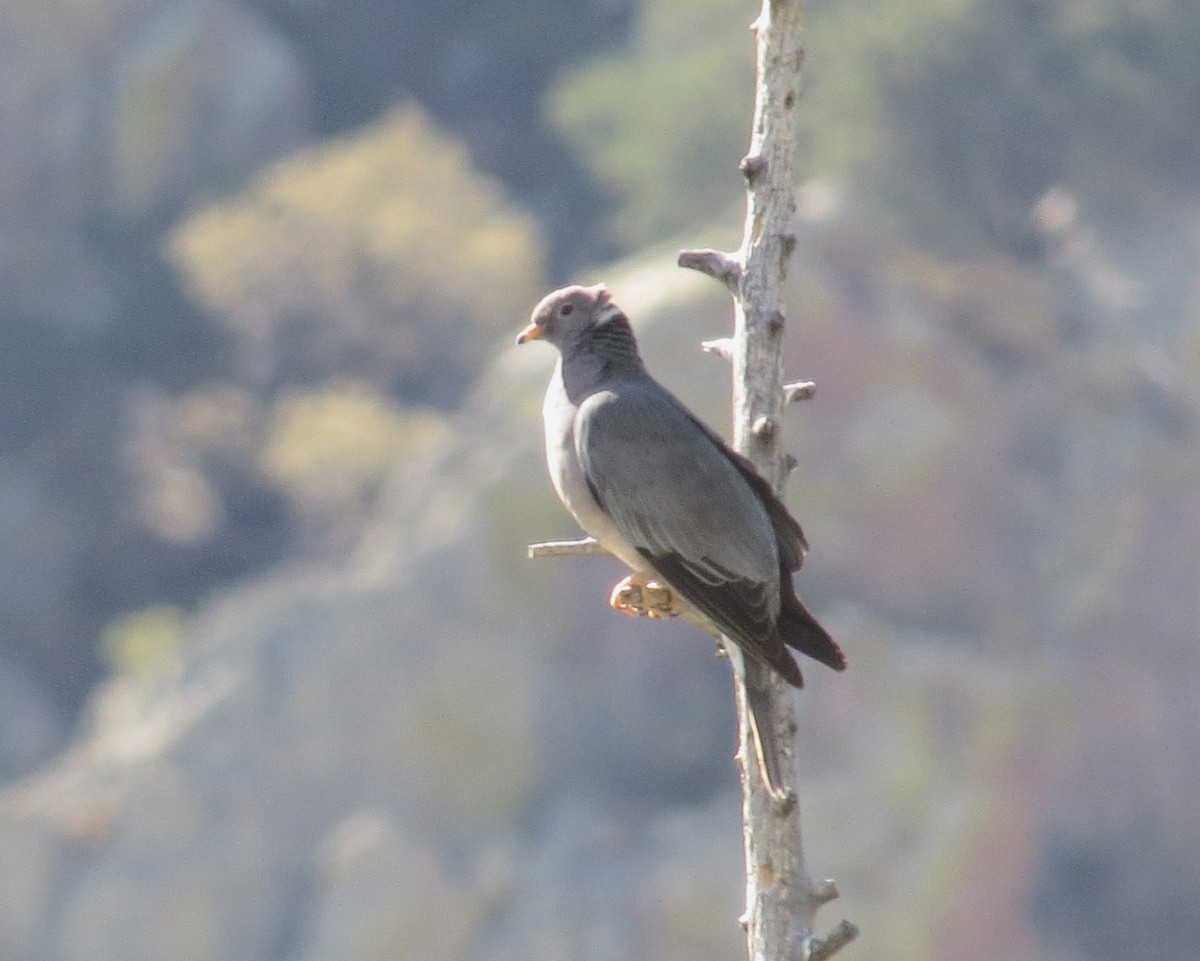 Band-tailed Pigeon - ML620404459