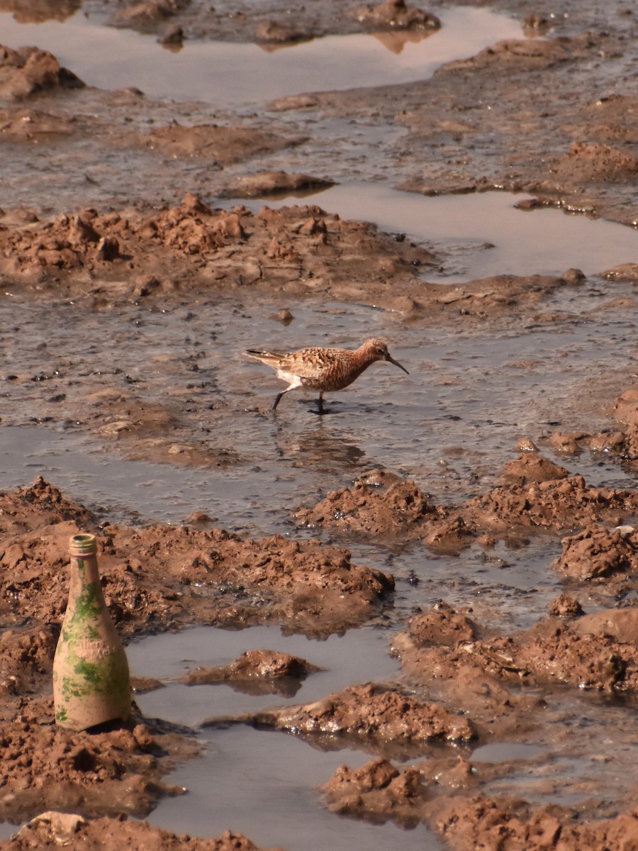 Curlew Sandpiper - ML620404464