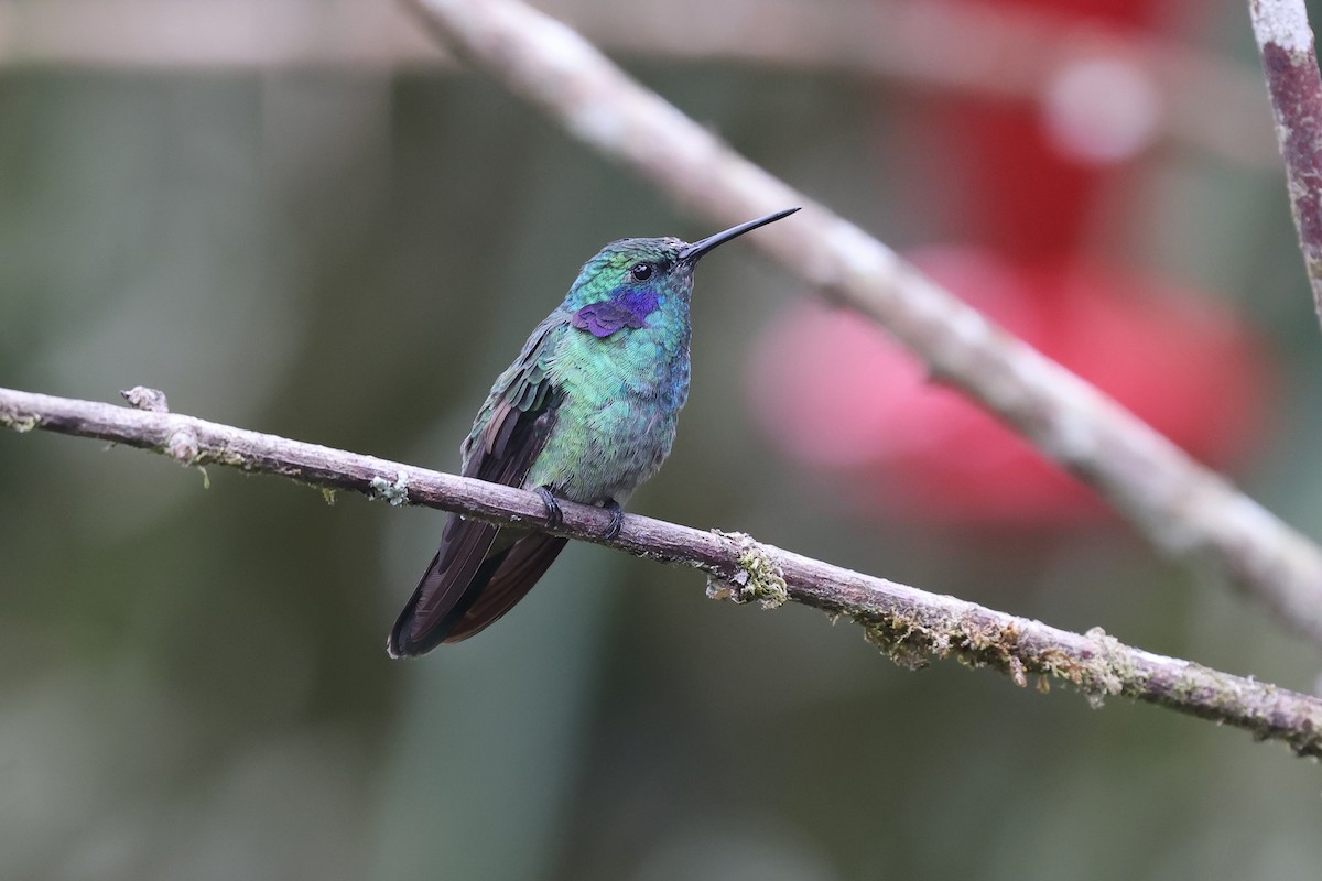 kolibřík modrouchý - ML620404466
