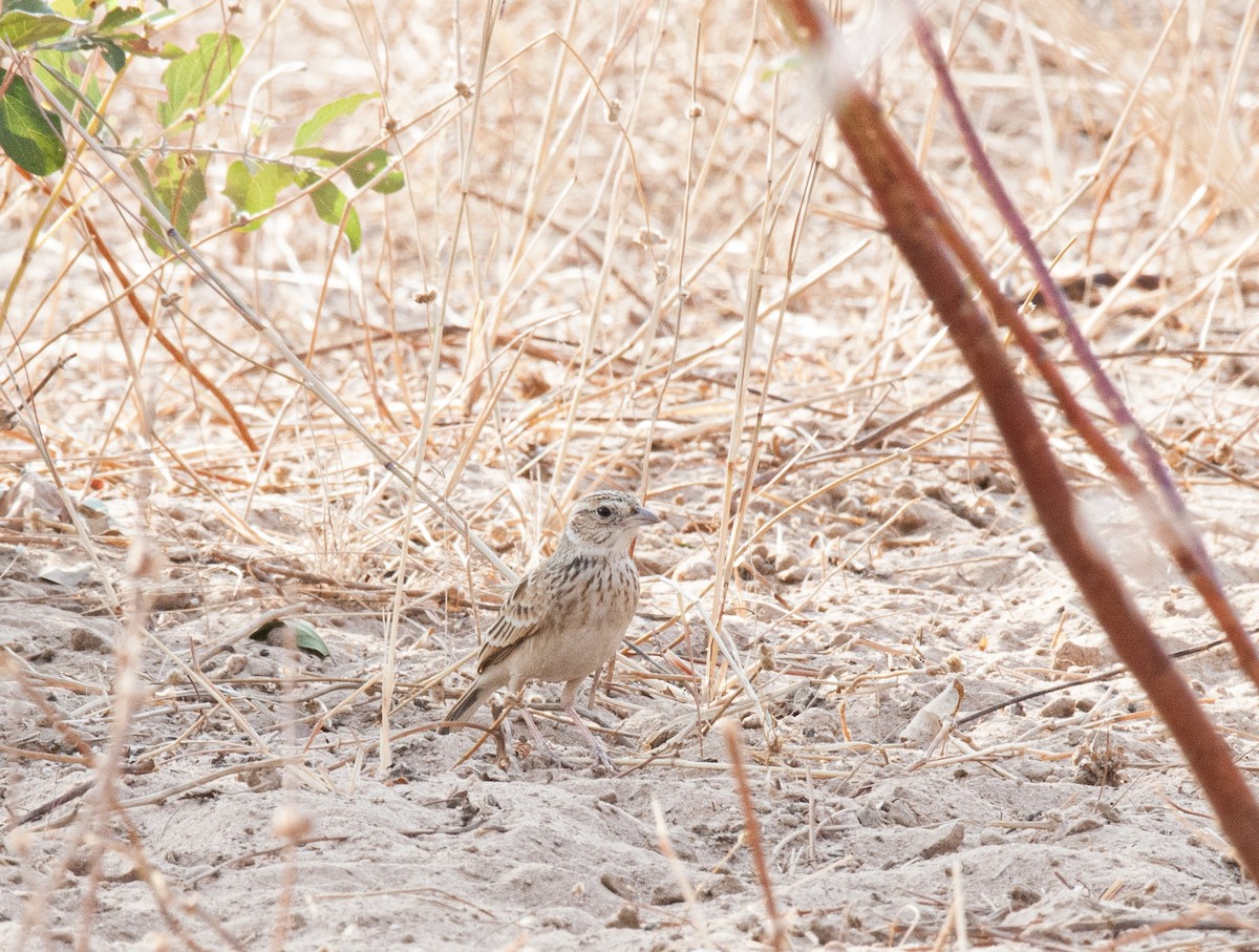 Singing Bushlark - ML620404469