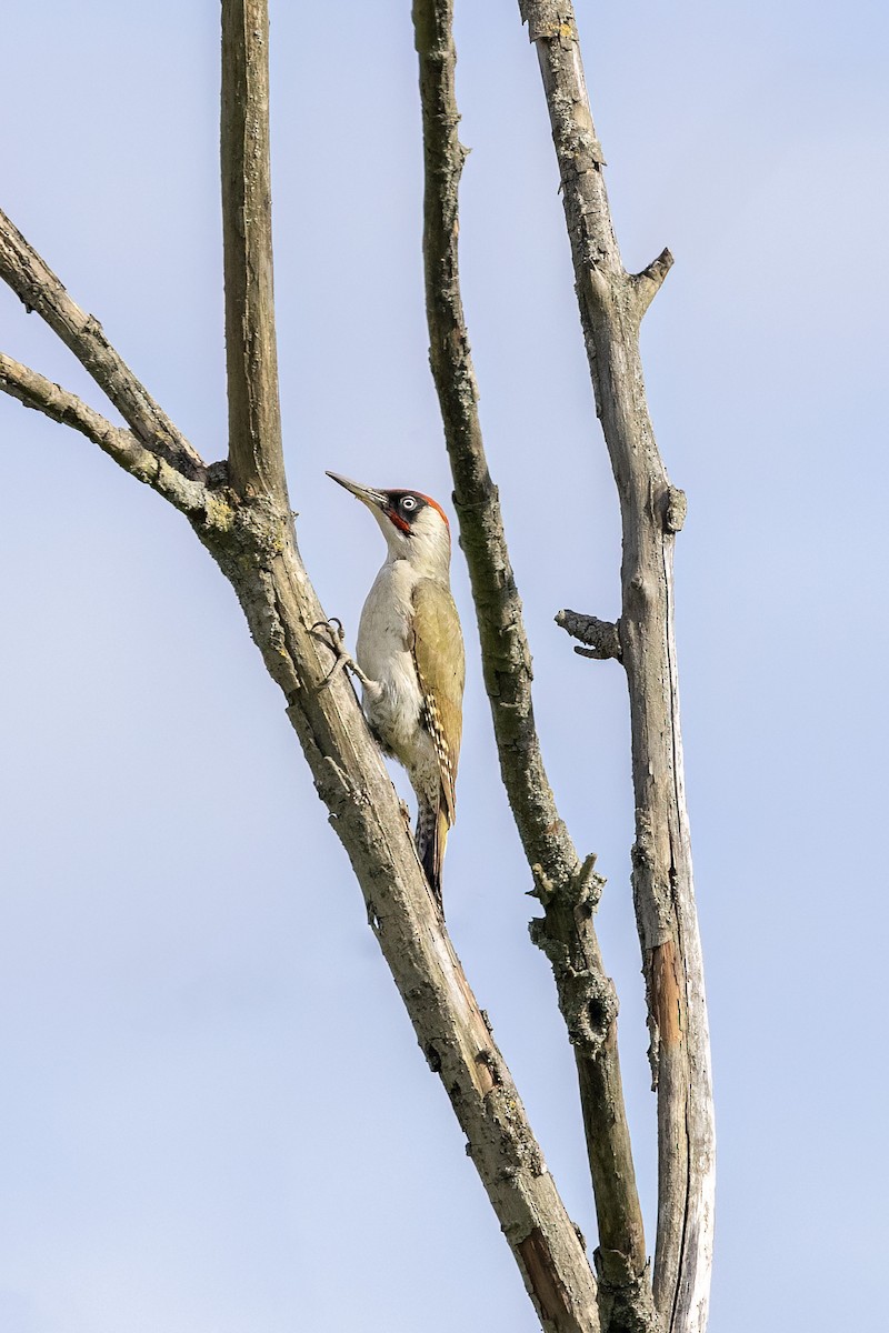 Eurasian Green Woodpecker - ML620404474