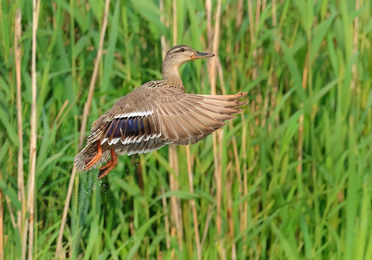 Mallard - ML620404486