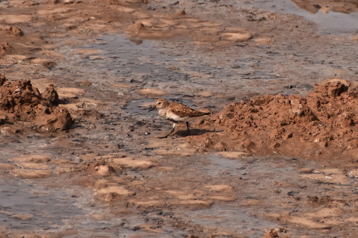 Dunlin - ML620404487