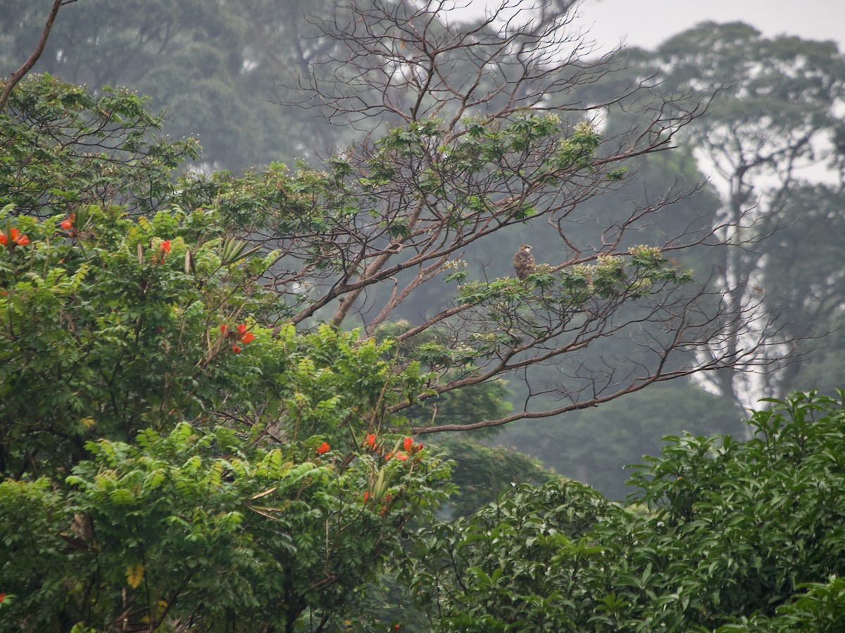 Rufous-bellied Eagle - Geoff Lim