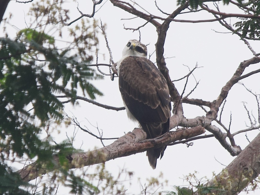 Rufous-bellied Eagle - ML620404495