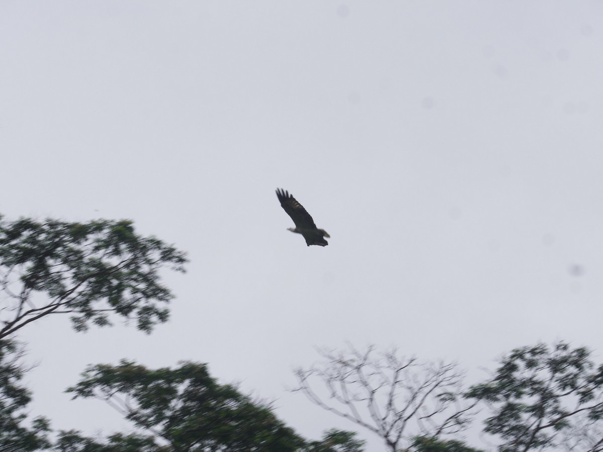 White-bellied Sea-Eagle - ML620404499