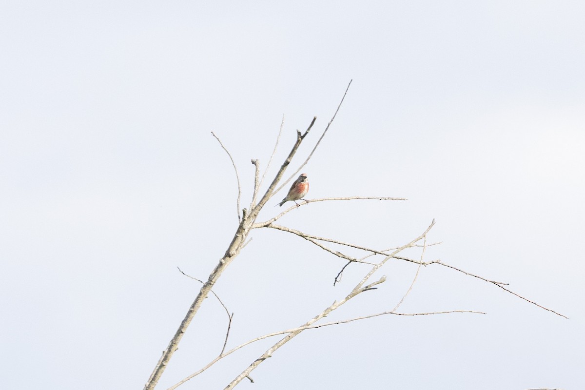 Eurasian Linnet - Korkut Demirbas