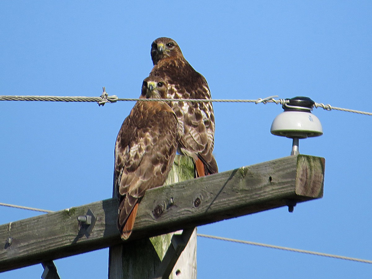 Red-tailed Hawk - ML620404514