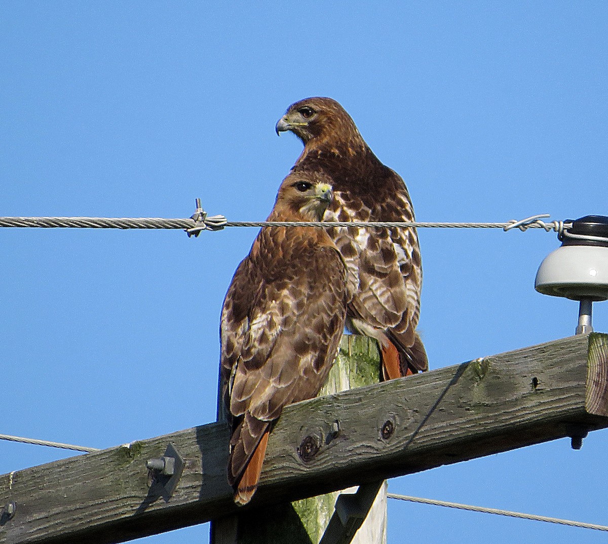 Red-tailed Hawk - ML620404515