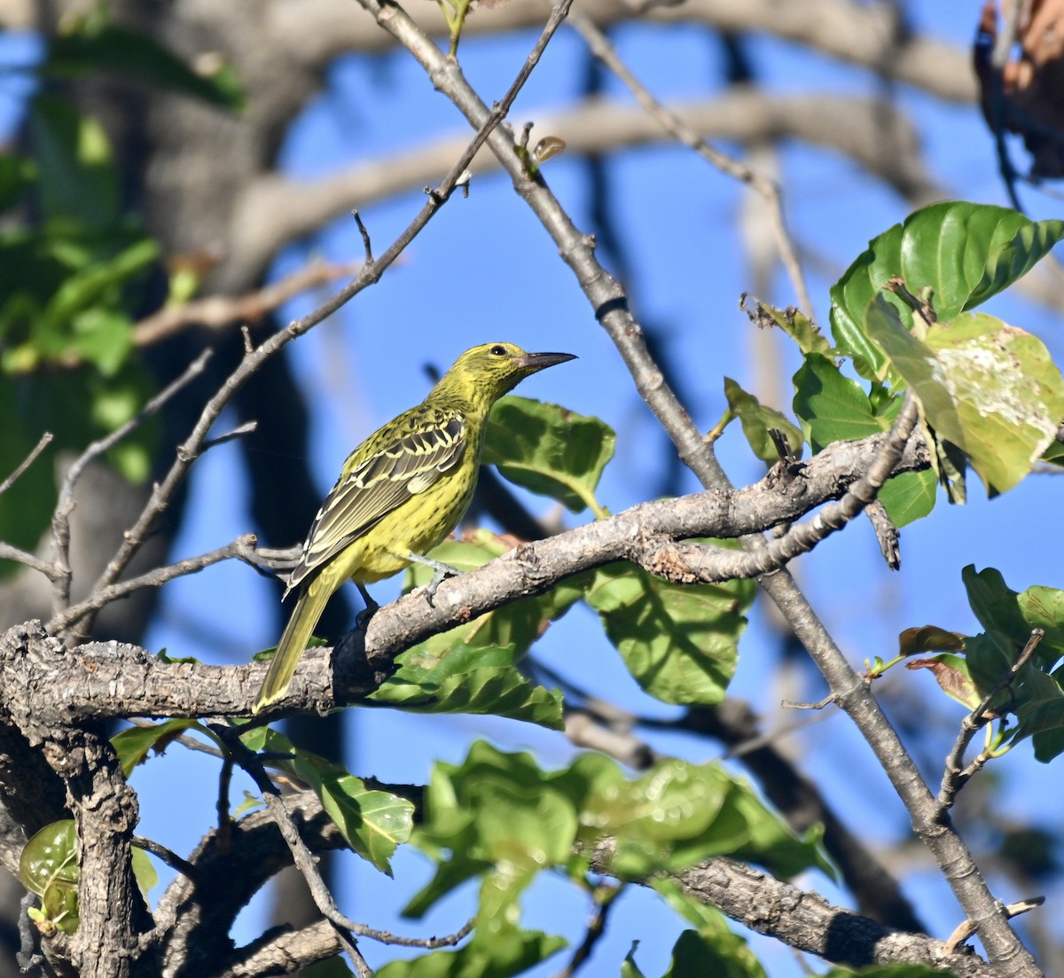 Olive-backed Oriole - ML620404525