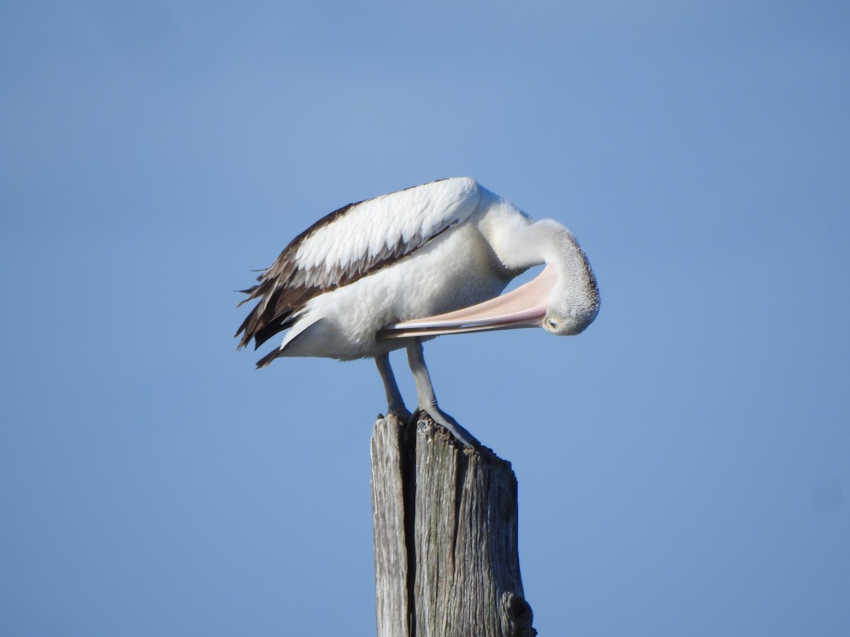 Australian Pelican - DS Ridley