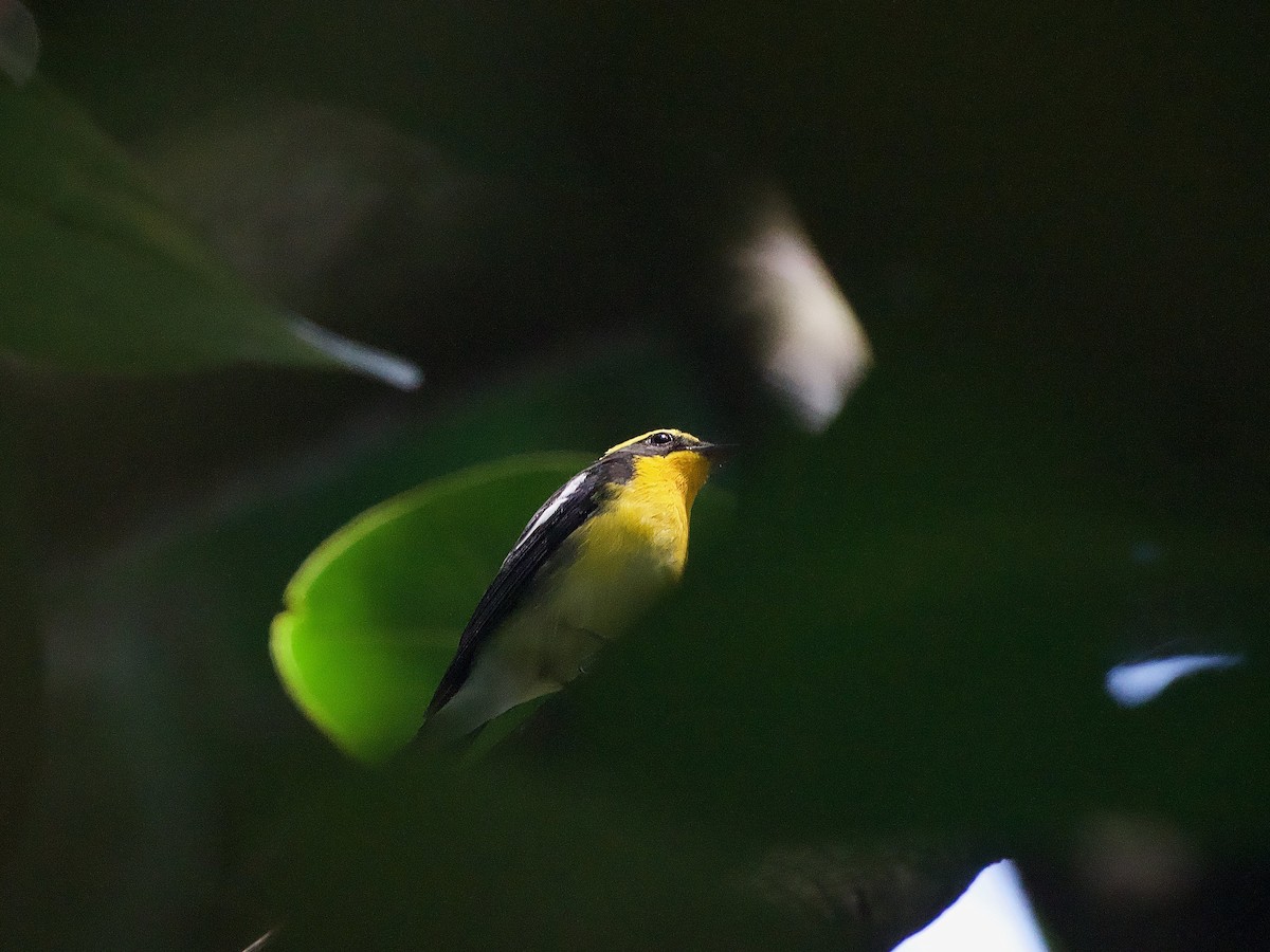 Narcissus Flycatcher - ML620404532