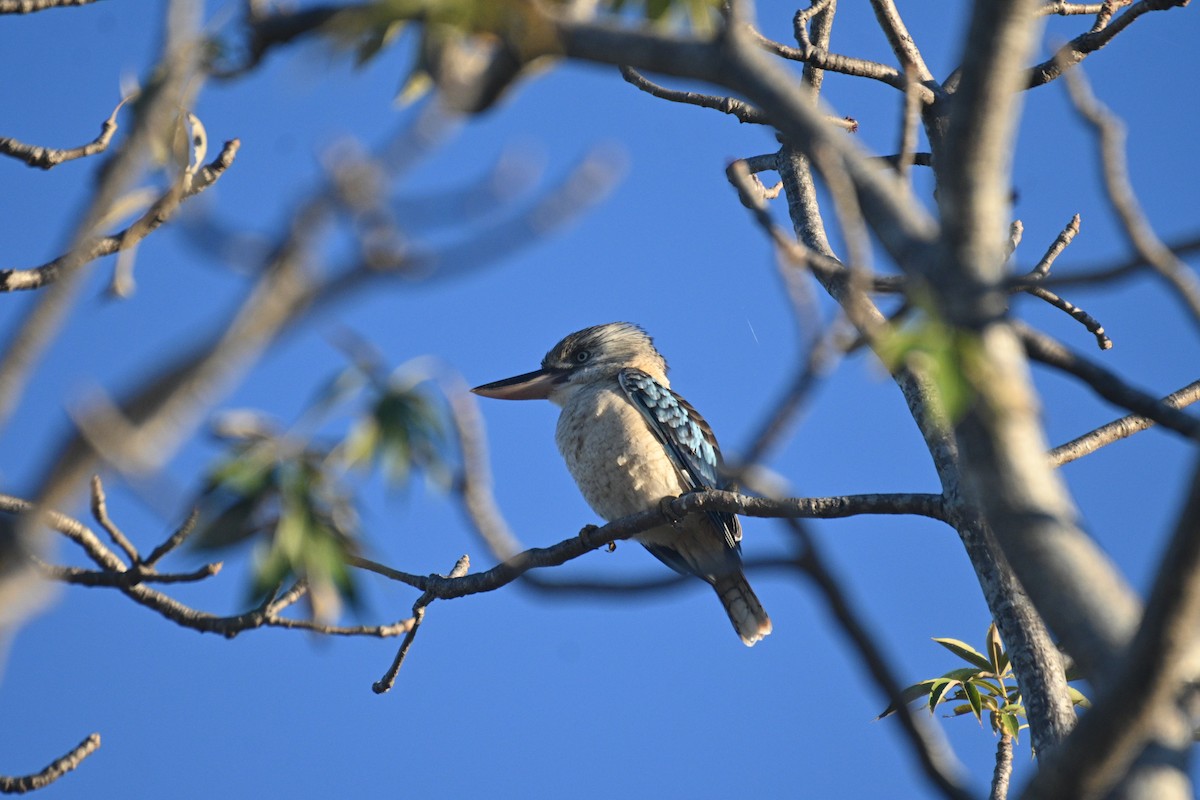 Martin-chasseur à ailes bleues - ML620404538