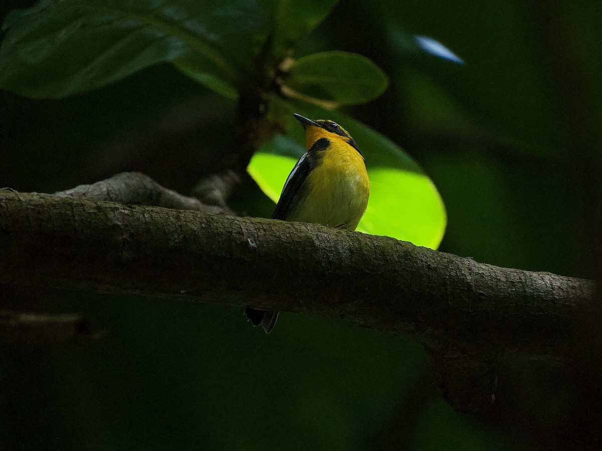 Narcissus Flycatcher - ML620404541