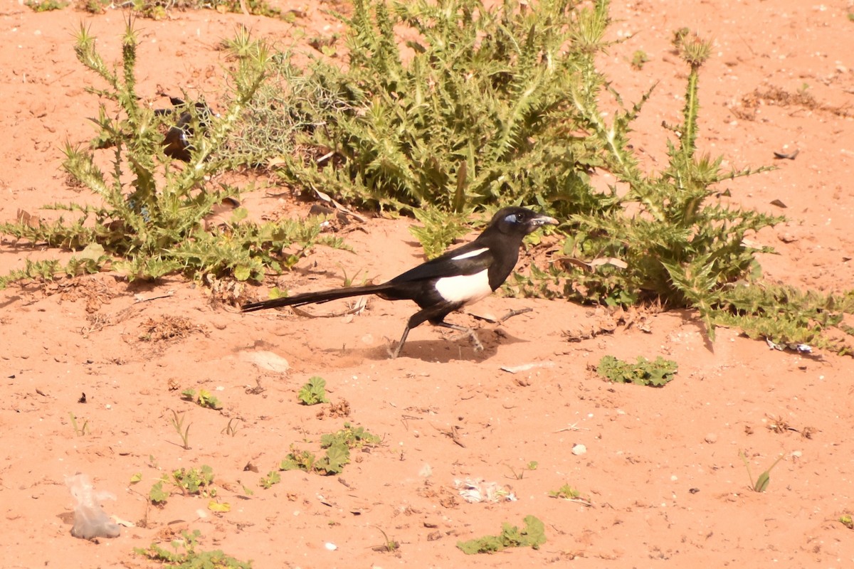 Maghreb Magpie - ML620404544