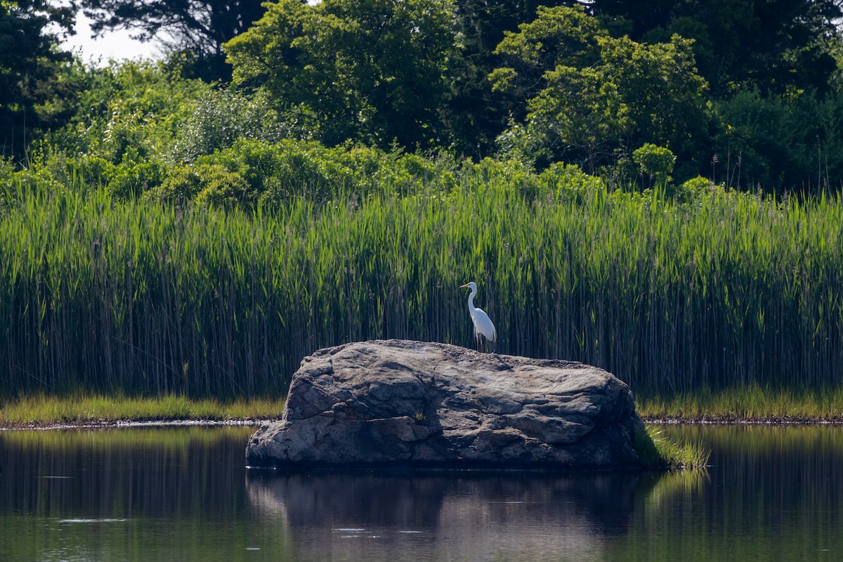 Great Egret - ML620404545