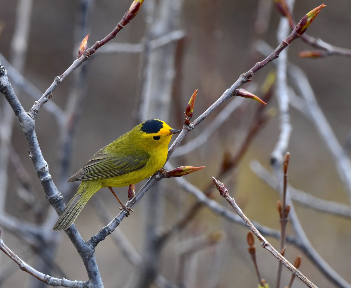 Wilson's Warbler - ML620404552