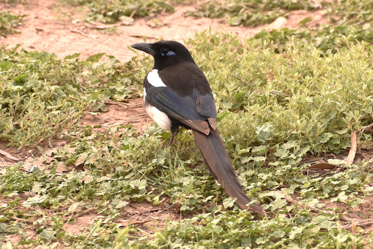 Maghreb Magpie - ML620404555