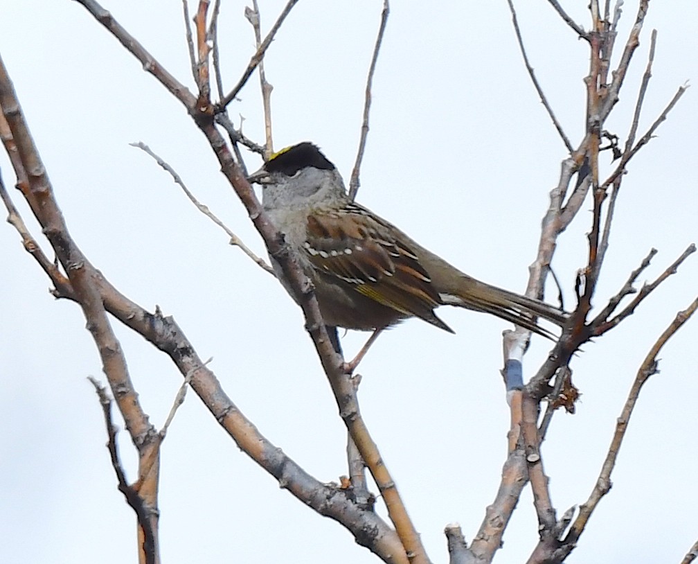Golden-crowned Sparrow - ML620404556