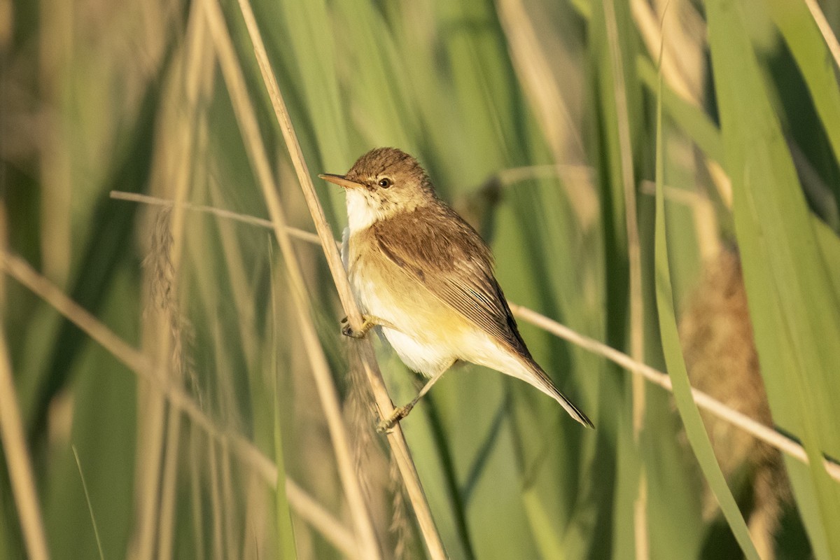 Common Reed Warbler - ML620404557