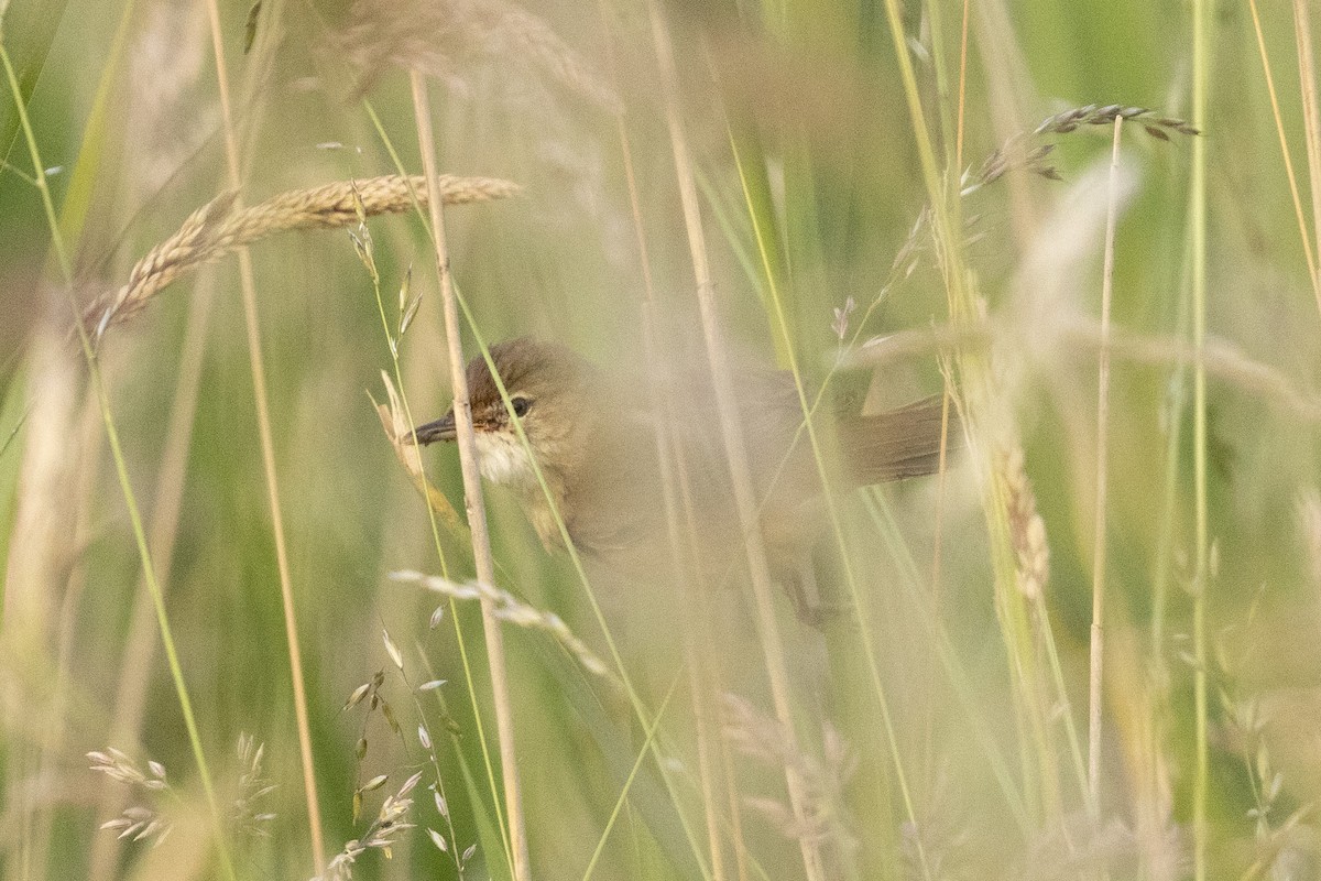 Common Reed Warbler - ML620404561