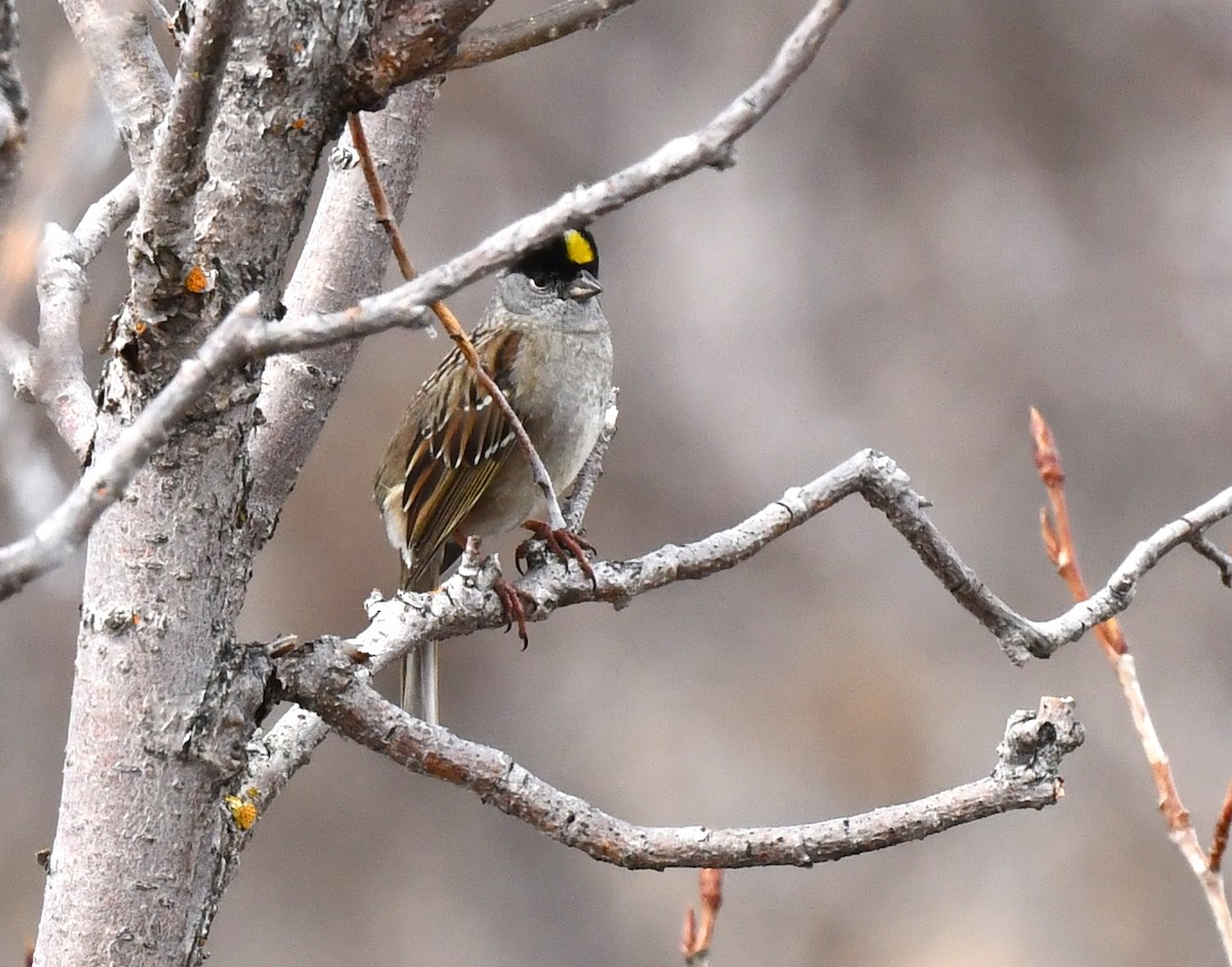 Golden-crowned Sparrow - ML620404564
