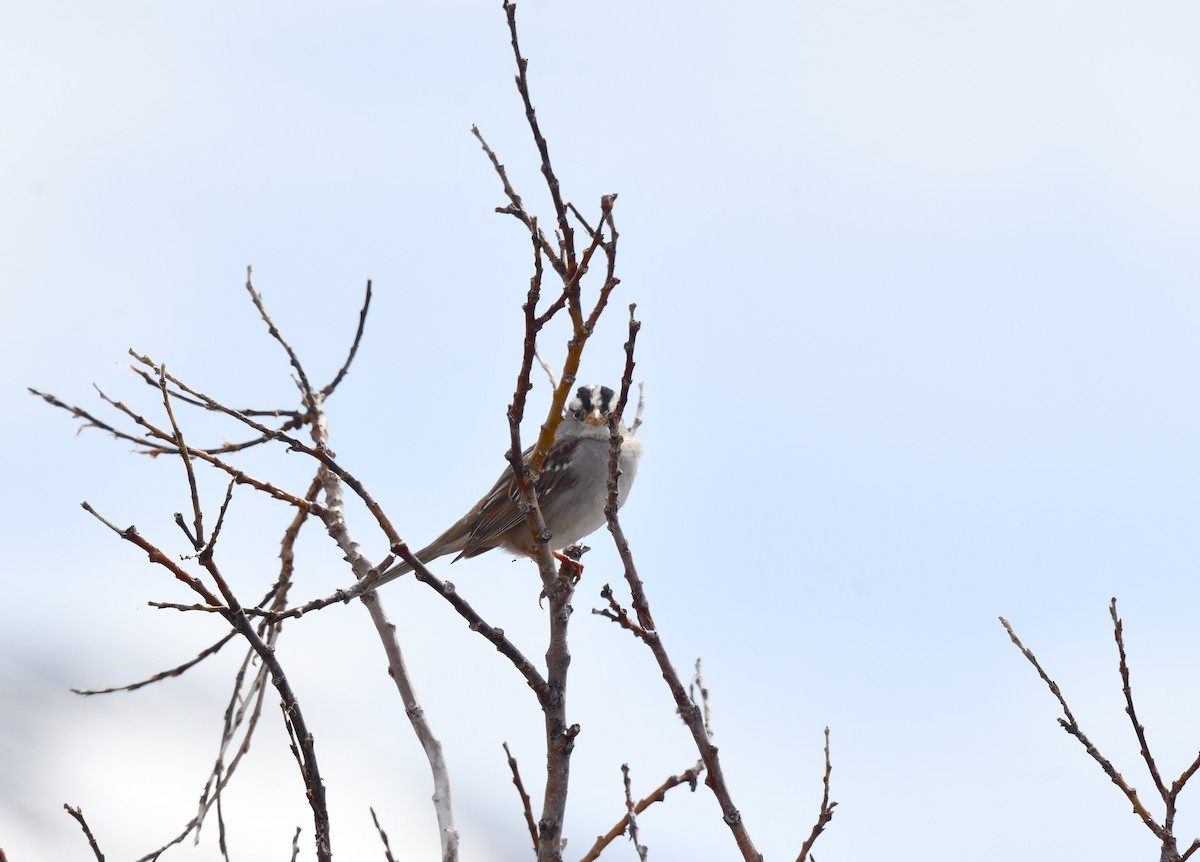 White-crowned Sparrow - ML620404574