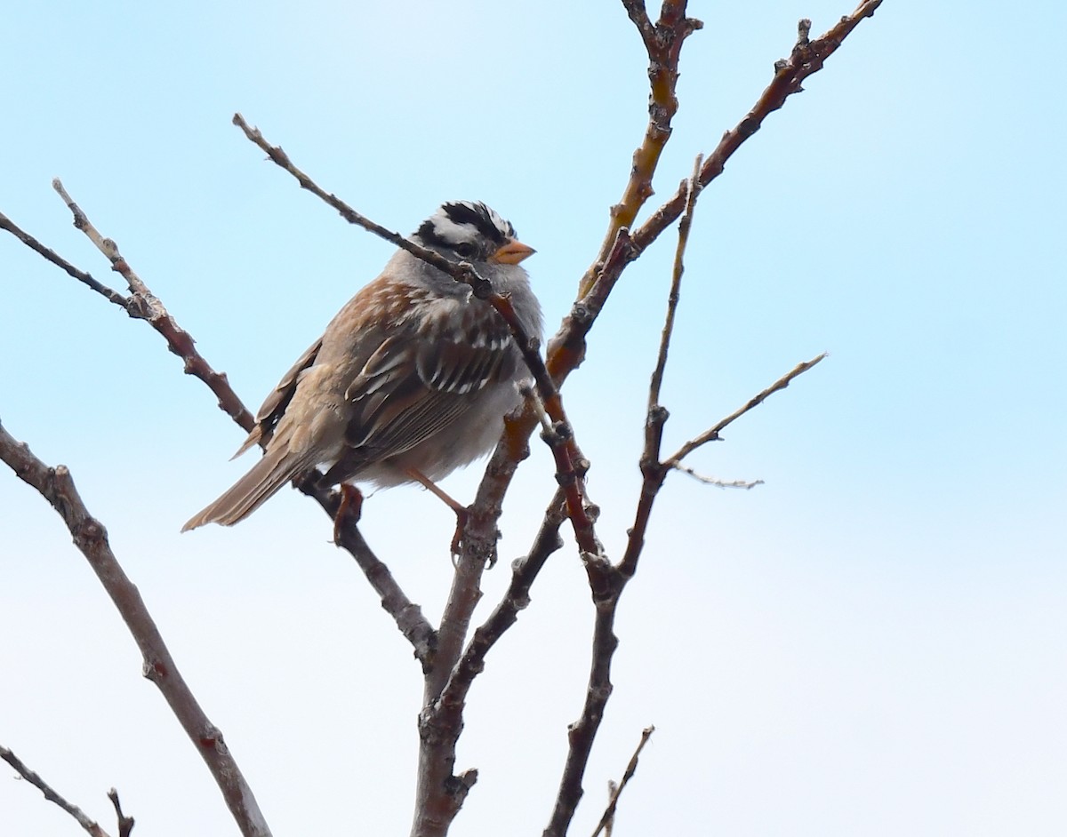 White-crowned Sparrow - ML620404578