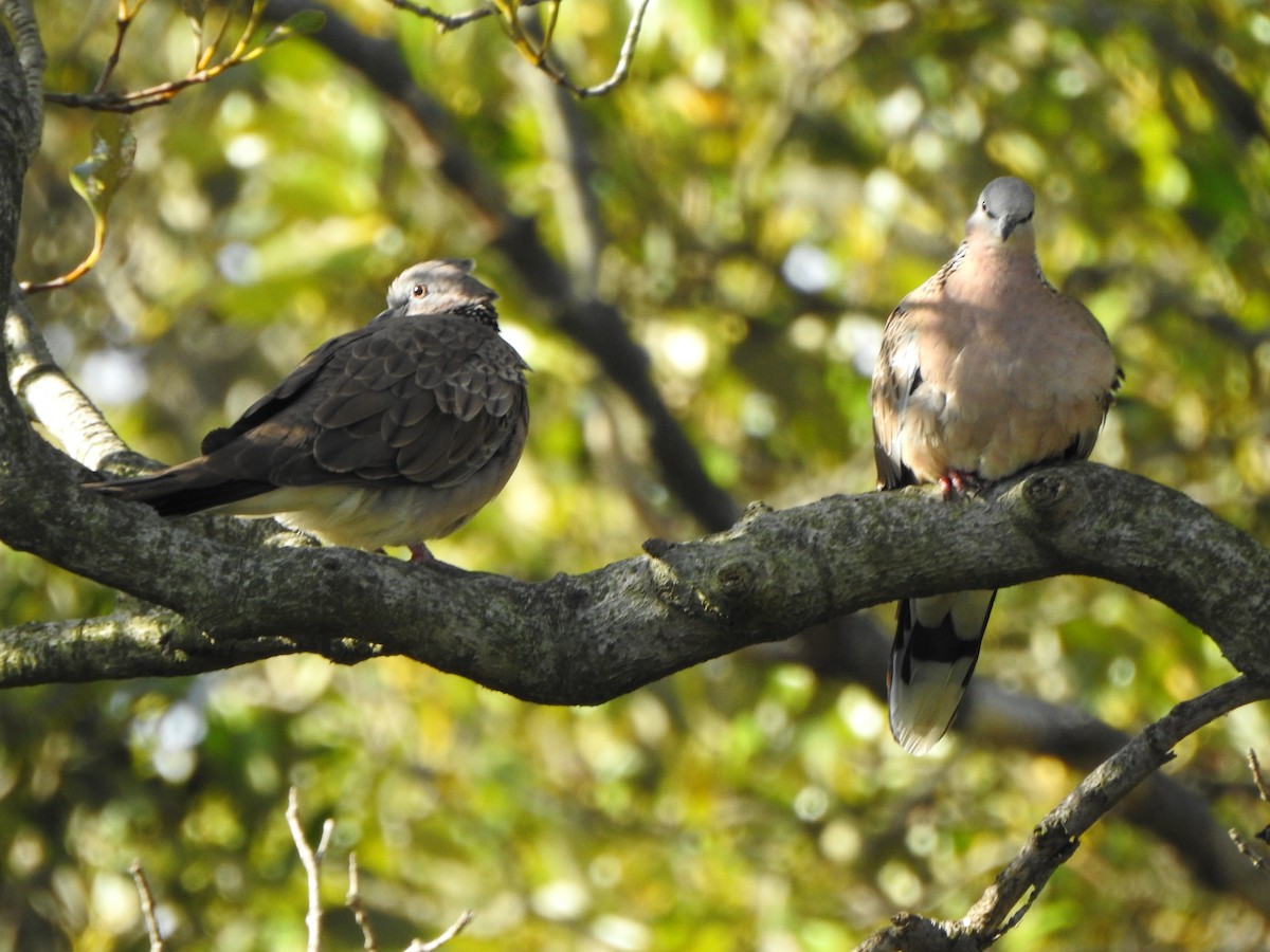 Spotted Dove - DS Ridley