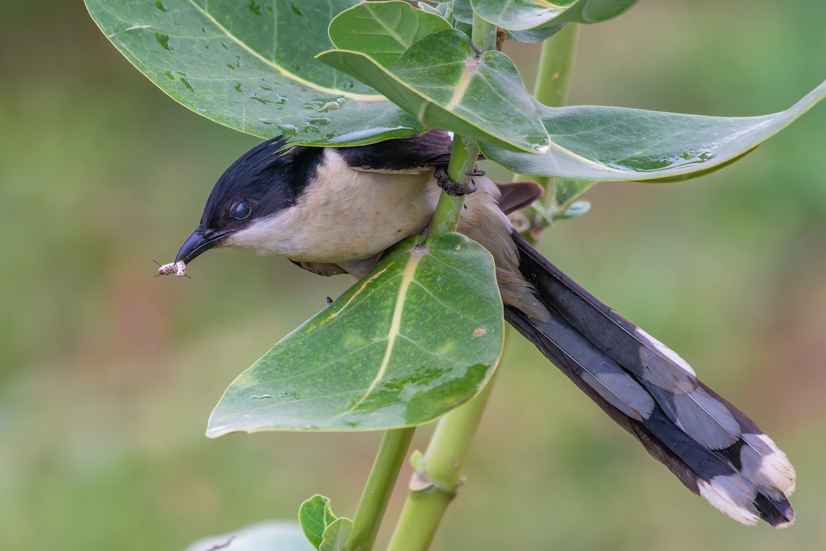 斑翅鳳頭鵑 - ML620404587