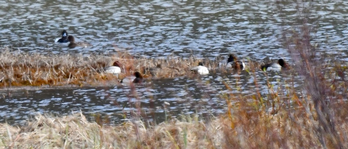 Greater Scaup - ML620404599