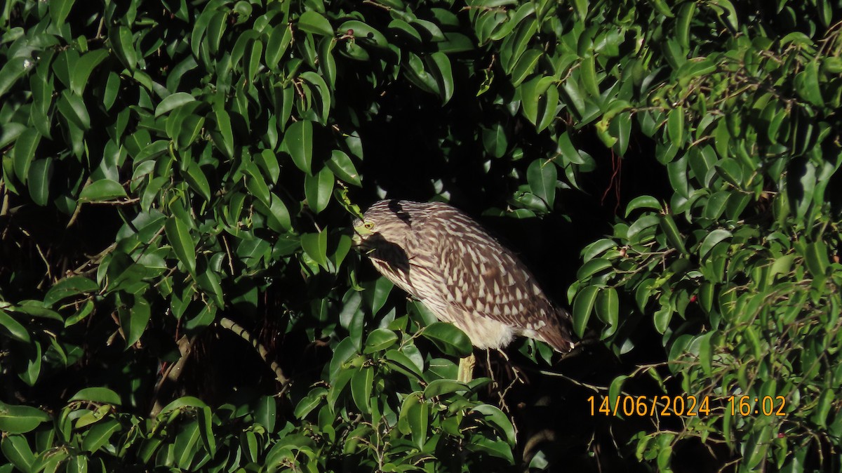 Nankeen Night Heron - ML620404606