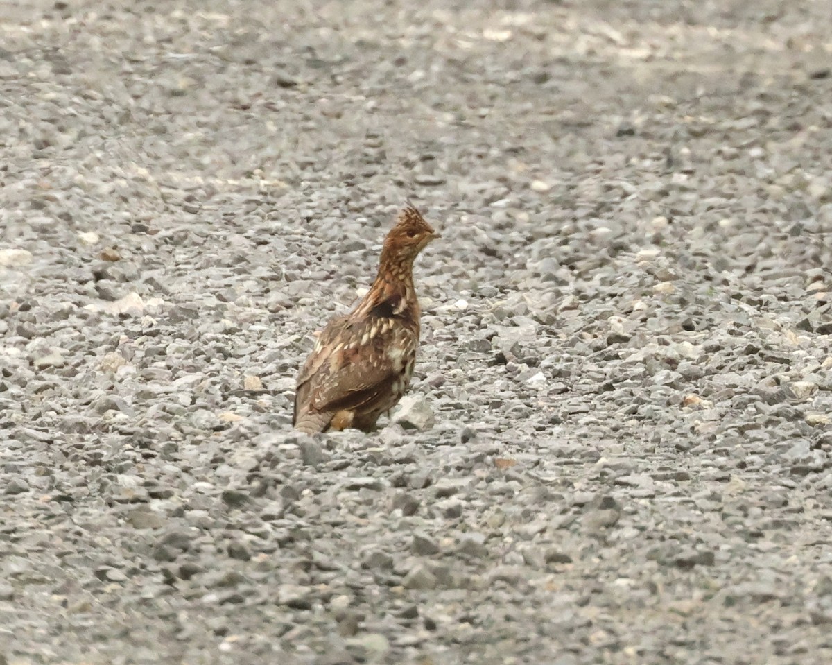 Ruffed Grouse - ML620404610