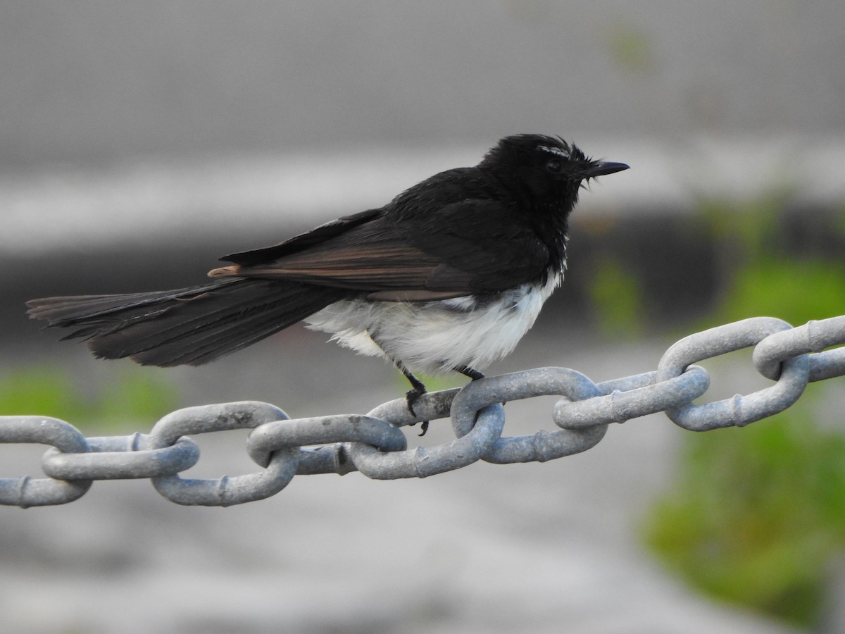Willie-wagtail - ML620404611